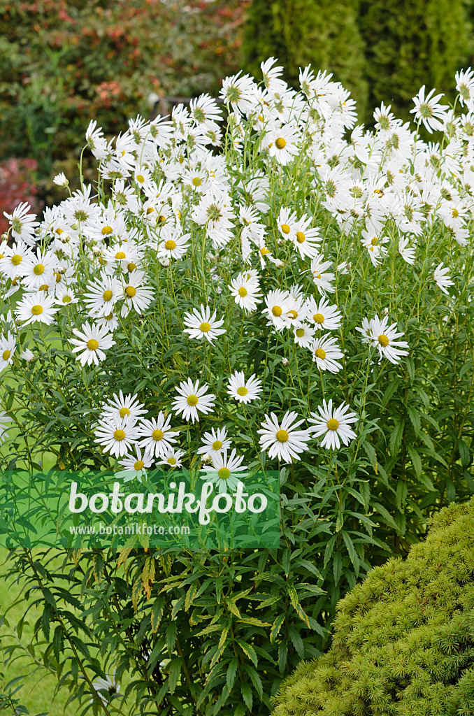 525144 - Spätblühende Margerite (Leucanthemella serotina)