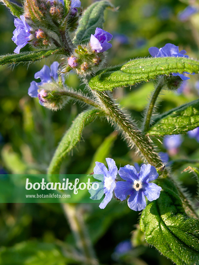 460051 - Spanische Ochsenzunge (Pentaglottis sempervirens)