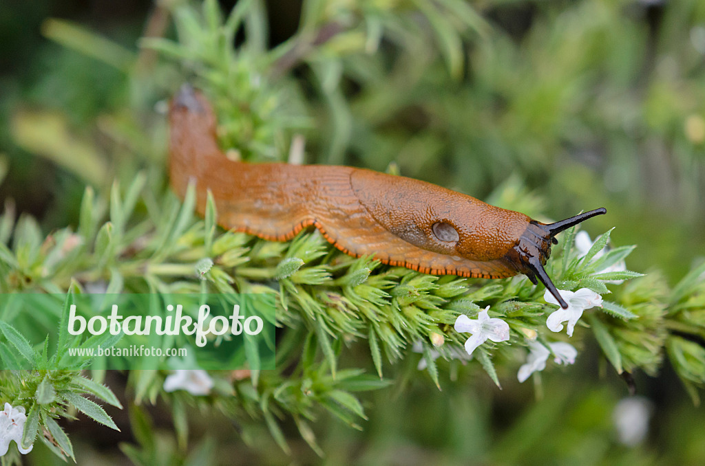 524004 - Spanische Wegschnecke (Arion vulgaris syn. Arion lusitanicus) und Bohnenkraut (Satureja)