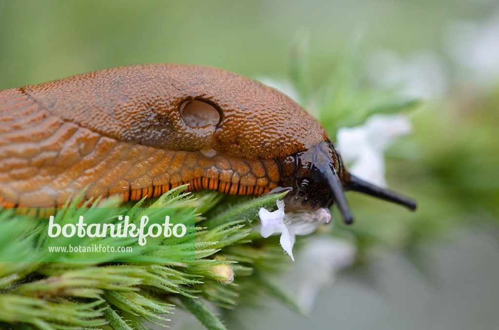 524005 - Spanische Wegschnecke (Arion vulgaris syn. Arion lusitanicus) und Bohnenkraut (Satureja)