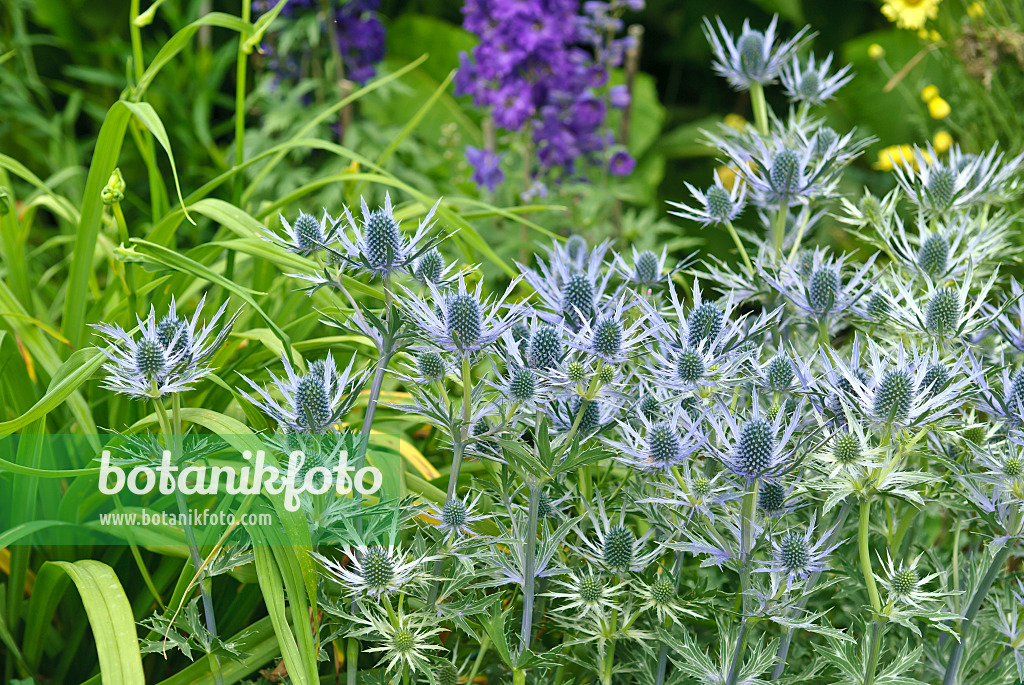 517439 - Spanischer Mannstreu (Eryngium bourgatii)