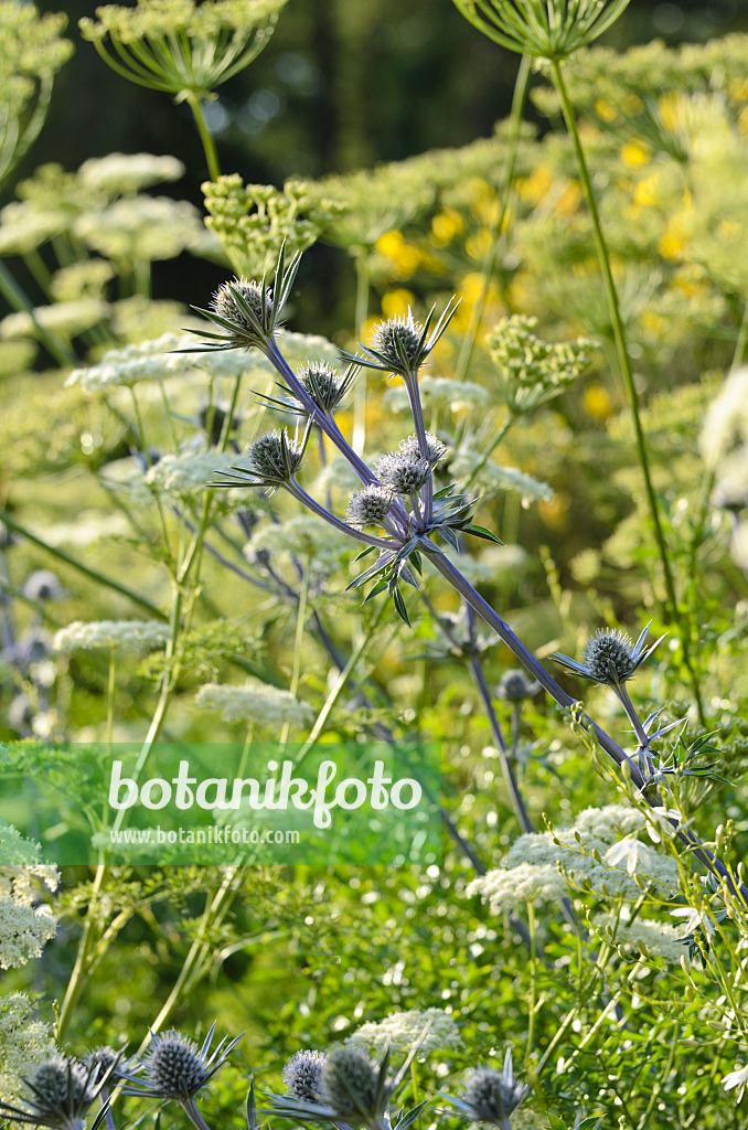 497282 - Spanischer Mannstreu (Eryngium bourgatii) und Mutterwurz (Ligusticum lucidum)