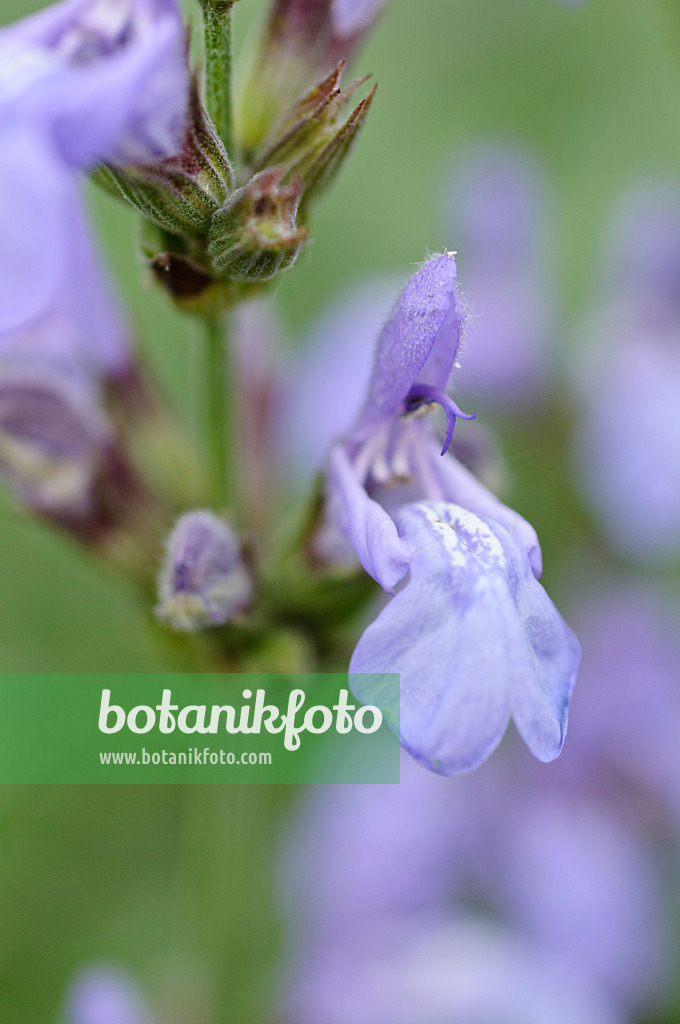 472342 - Spanischer Salbei (Salvia lavandulifolia)