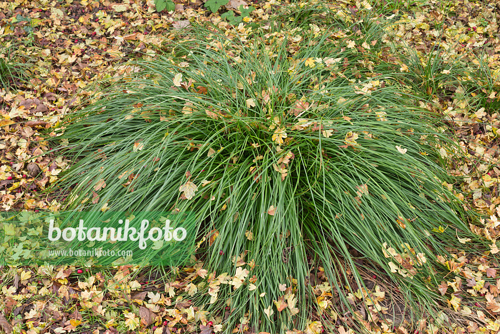 576003 - Sparrige Segge (Carex muricata)