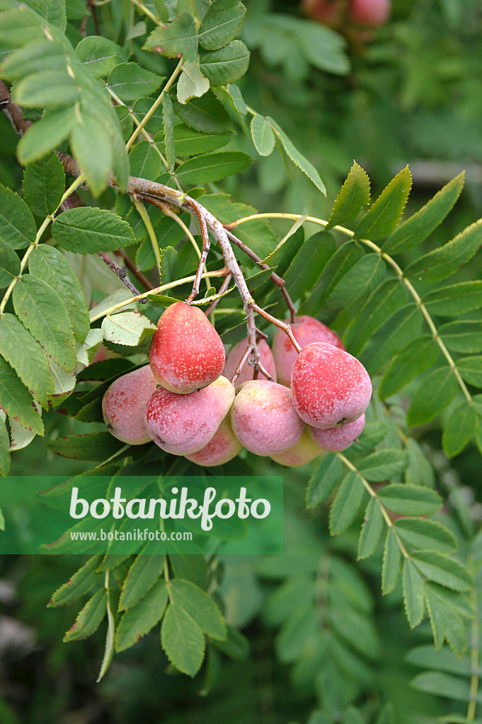 517384 - Speierling (Sorbus domestica 'Sossenheimer Riesen')