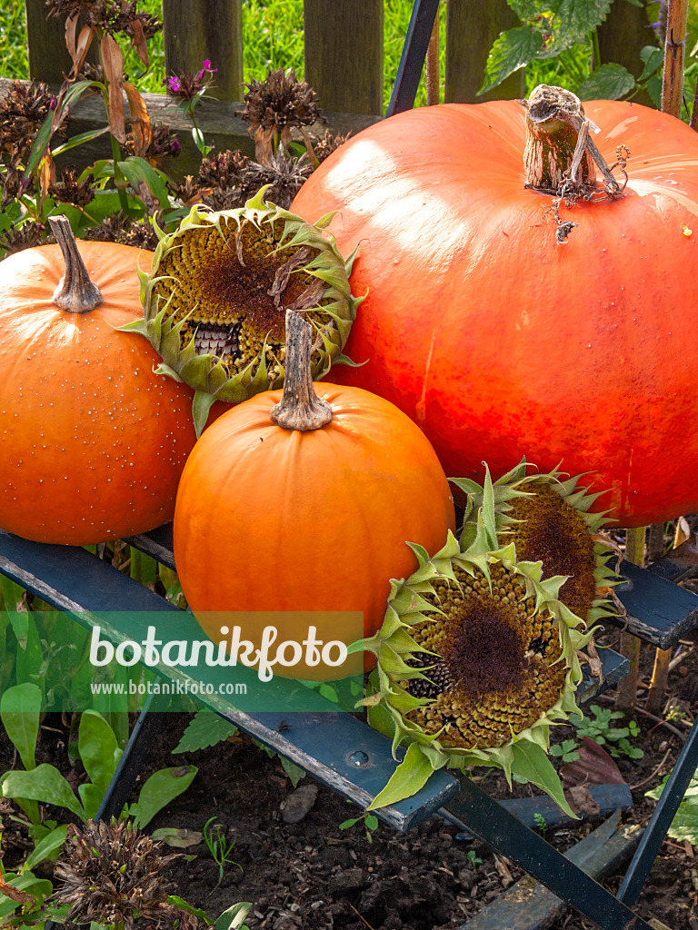 418016 - Speisekürbis (Cucurbita maxima) und Gewöhnliche Sonnenblume (Helianthus annuus)