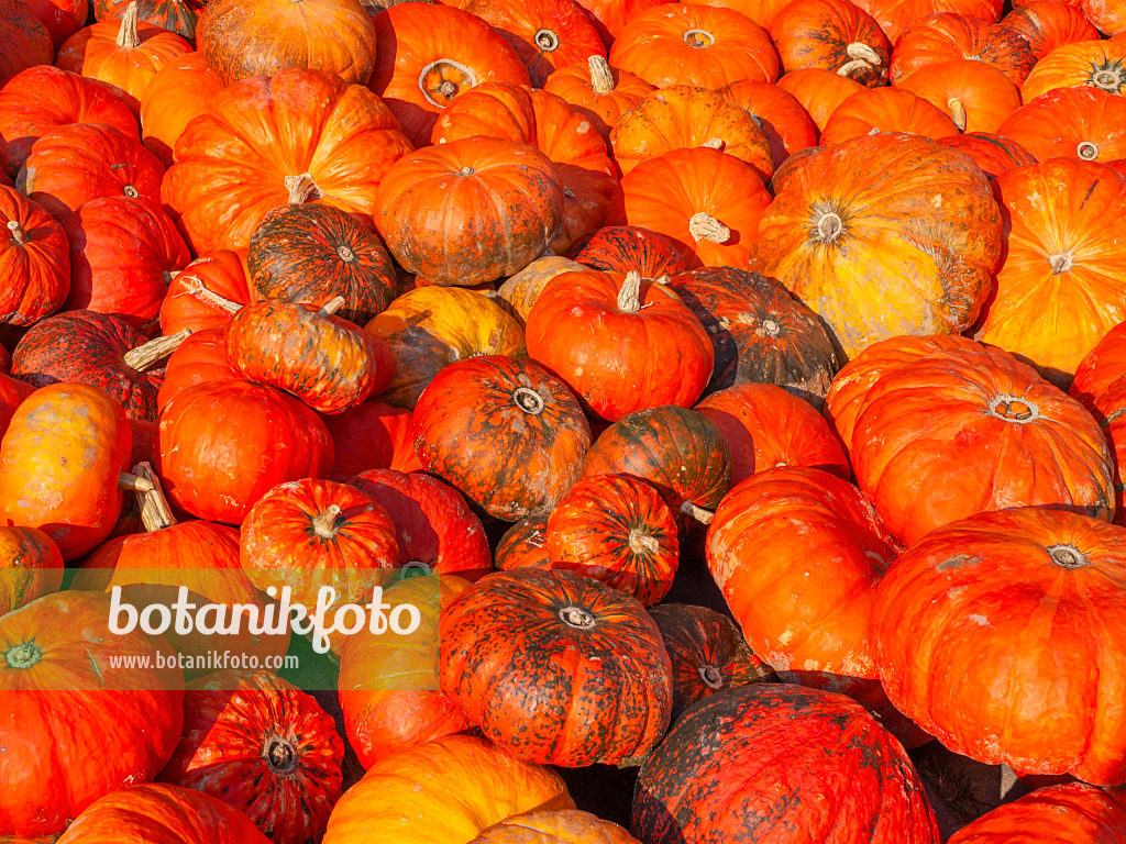 429147 - Speisekürbis (Cucurbita maxima 'Rouge Vif d'Etampes')