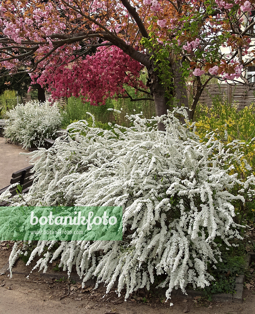 454095 - Spierstrauch (Spiraea x cinerea 'Grefsheim')