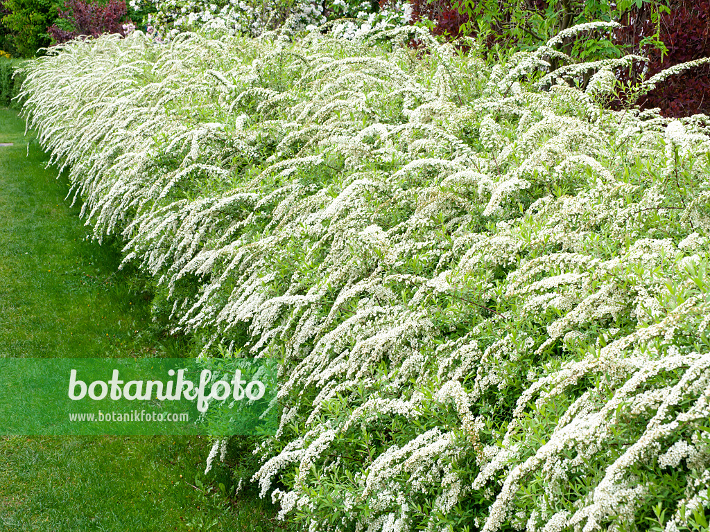 484060 - Spierstrauch (Spiraea x cinerea 'Grefsheim')