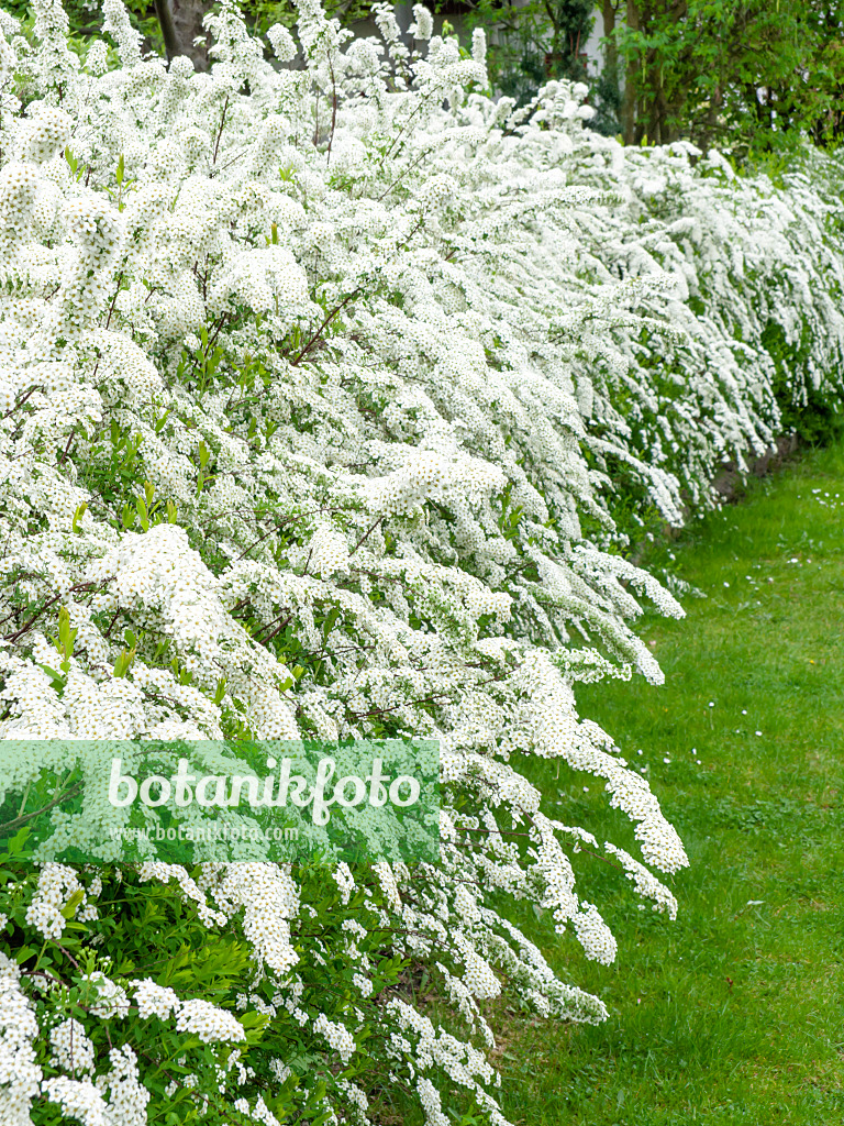 484062 - Spierstrauch (Spiraea x cinerea 'Grefsheim')