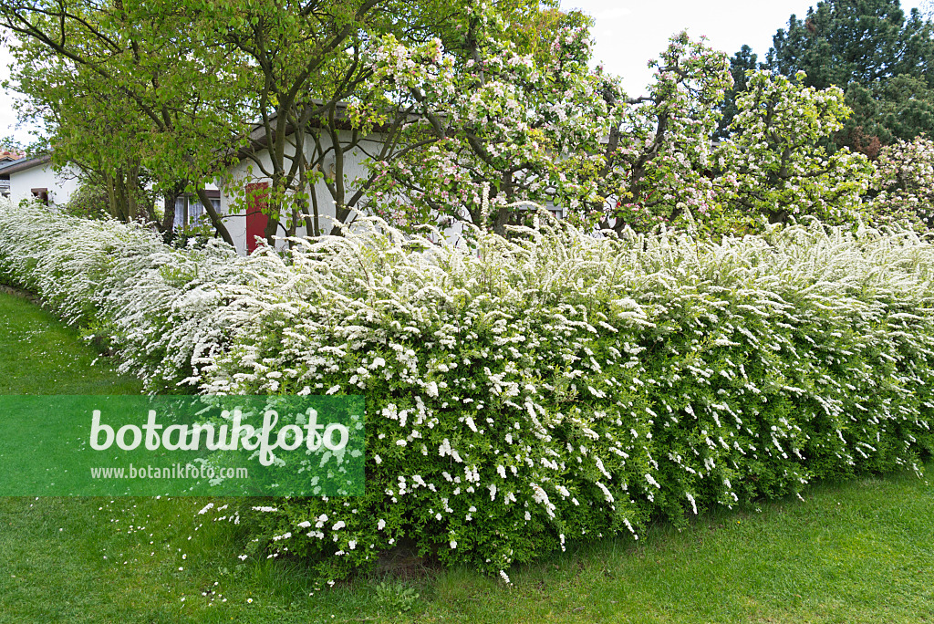 531220 - Spierstrauch (Spiraea x cinerea 'Grefsheim')