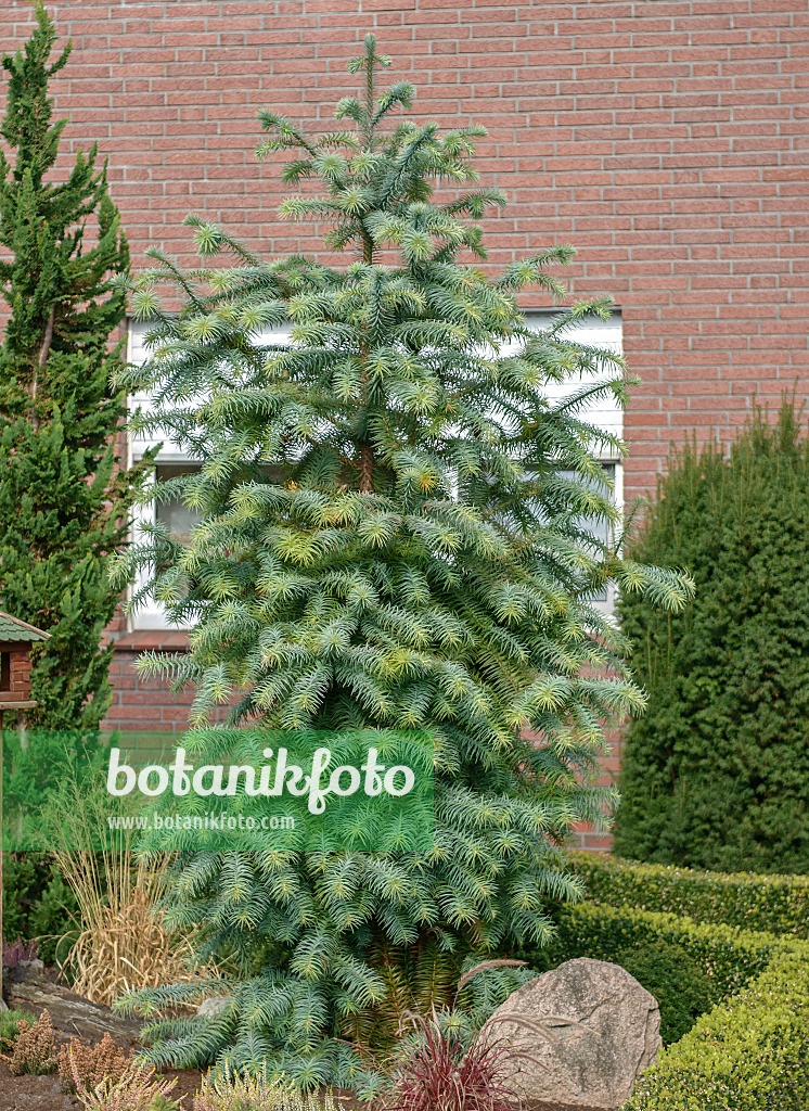 547134 - Spießtanne (Cunninghamia lanceolata 'Glauca')