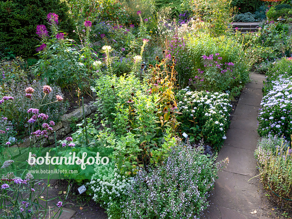 464104 - Spinnenblume (Tarenaya syn. Cleome), Aster (Aster) und Eisenkraut (Verbena)