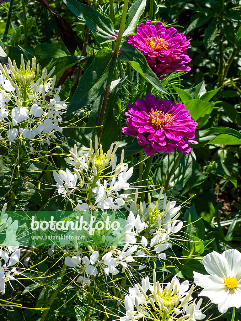 439363 - Spinnenblume (Tarenaya hassleriana syn. Cleome hassleriana) und Zinnien (Zinnia)