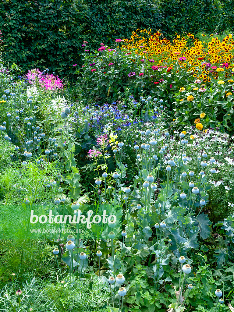 463111 - Spinnenblume (Tarenaya hassleriana syn. Cleome hassleriana), Schlafmohn (Papaver somniferum), Jungfer im Grünen (Nigella damascena), Zinnie (Zinnia violacea syn. Zinnia elegans) und Mädchenauge (Coreopsis tinctoria)