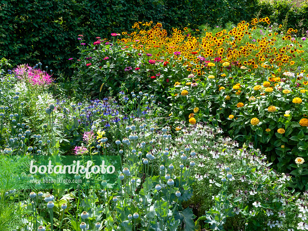 463112 - Spinnenblume (Tarenaya hassleriana syn. Cleome hassleriana), Schlafmohn (Papaver somniferum), Jungfer im Grünen (Nigella damascena), Zinnie (Zinnia violacea syn. Zinnia elegans) und Mädchenauge (Coreopsis tinctoria)