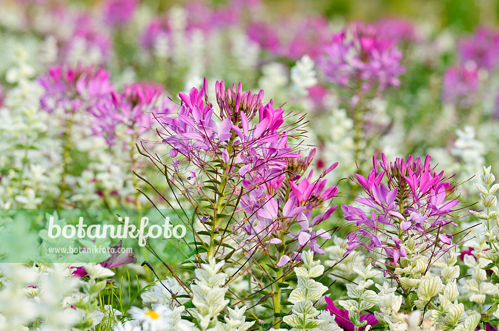 474509 - Spinnenblume (Tarenaya hassleriana syn. Cleome hassleriana) und Buntschopfsalbei (Salvia viridis syn. Salvia horminum)