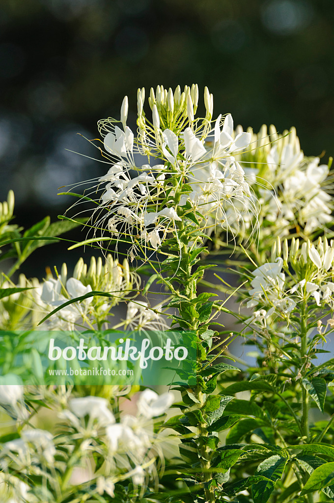 475092 - Spinnenblume (Tarenaya hassleriana 'Helen Campbell' syn. Cleome hassleriana 'Helen Campbell')