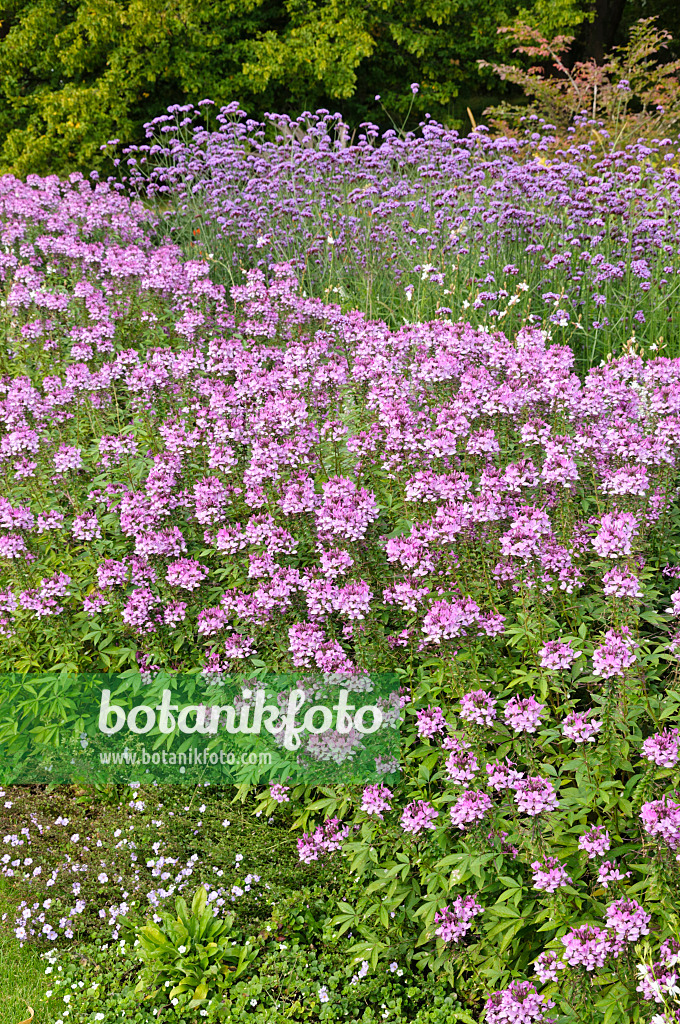 476115 - Spinnenblume (Tarenaya hassleriana 'Señorita Rosalita' syn. Cleome hassleriana 'Señorita Rosalita') und Argentinisches Eisenkraut (Verbena bonariensis)