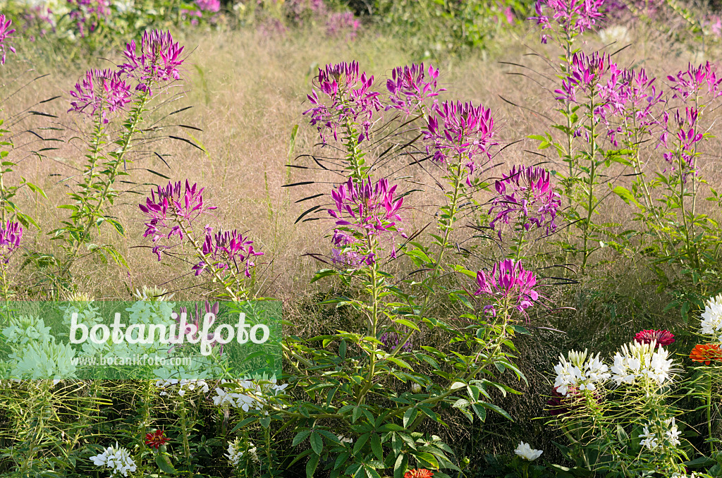 547386 - Spinnenblume (Tarenaya hassleriana 'Sparkler Lavender' syn. Cleome hassleriana 'Sparkler Lavender')