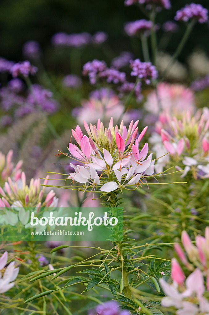 523200 - Spinnenblume (Tarenaya hassleriana 'Sparkler Blush' syn. Cleome hassleriana 'Sparkler Blush')