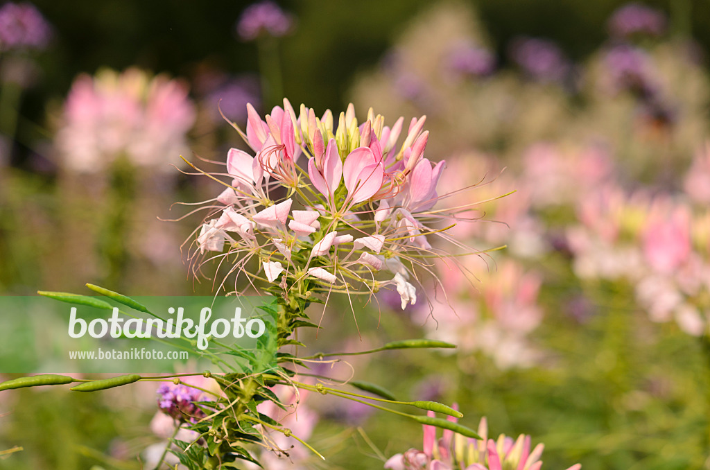 523228 - Spinnenblume (Tarenaya hassleriana 'Sparkler Blush' syn. Cleome hassleriana 'Sparkler Blush')