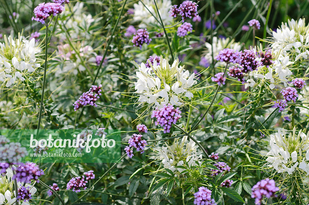 487230 - Spinnenblume (Tarenaya hassleriana 'Sparkler White' syn. Cleome hassleriana 'Sparkler White') und Argentinisches Eisenkraut (Verbena bonariensis)