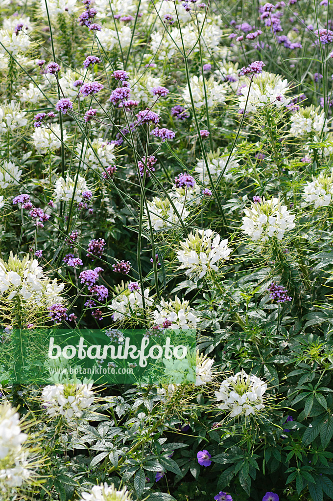 487231 - Spinnenblume (Tarenaya hassleriana 'Sparkler White' syn. Cleome hassleriana 'Sparkler White') und Argentinisches Eisenkraut (Verbena bonariensis)