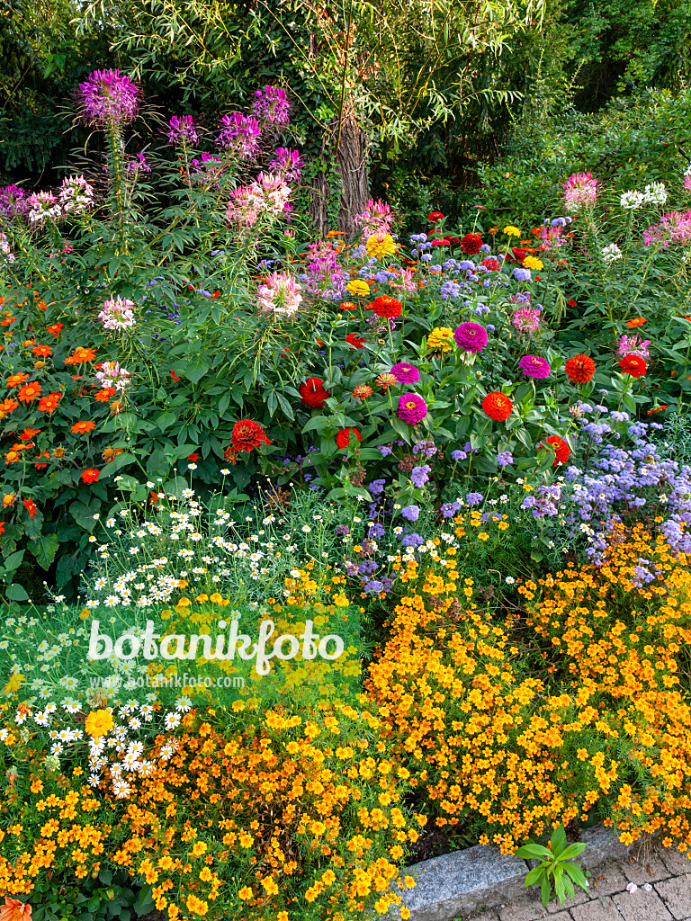 451041 - Spinnenblumen (Tarenaya syn. Cleome), Zinnien (Zinnia), Leberbalsam (Ageratum) und Studentenblumen (Tagetes)