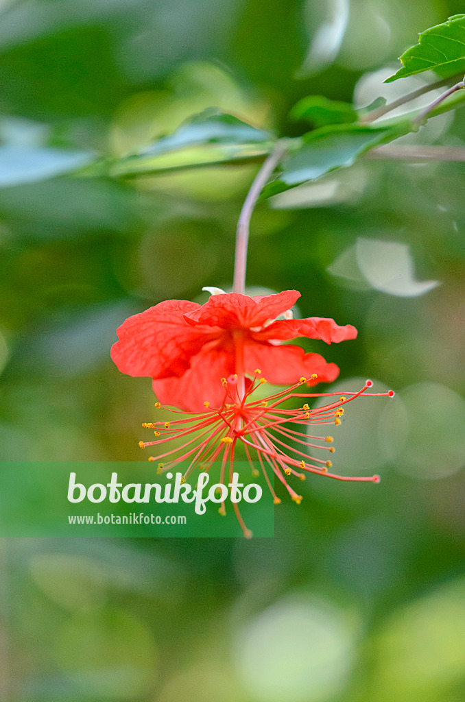 529179 - Spinnenhibiskus (Hibiscus grandidieri var.greveanus)