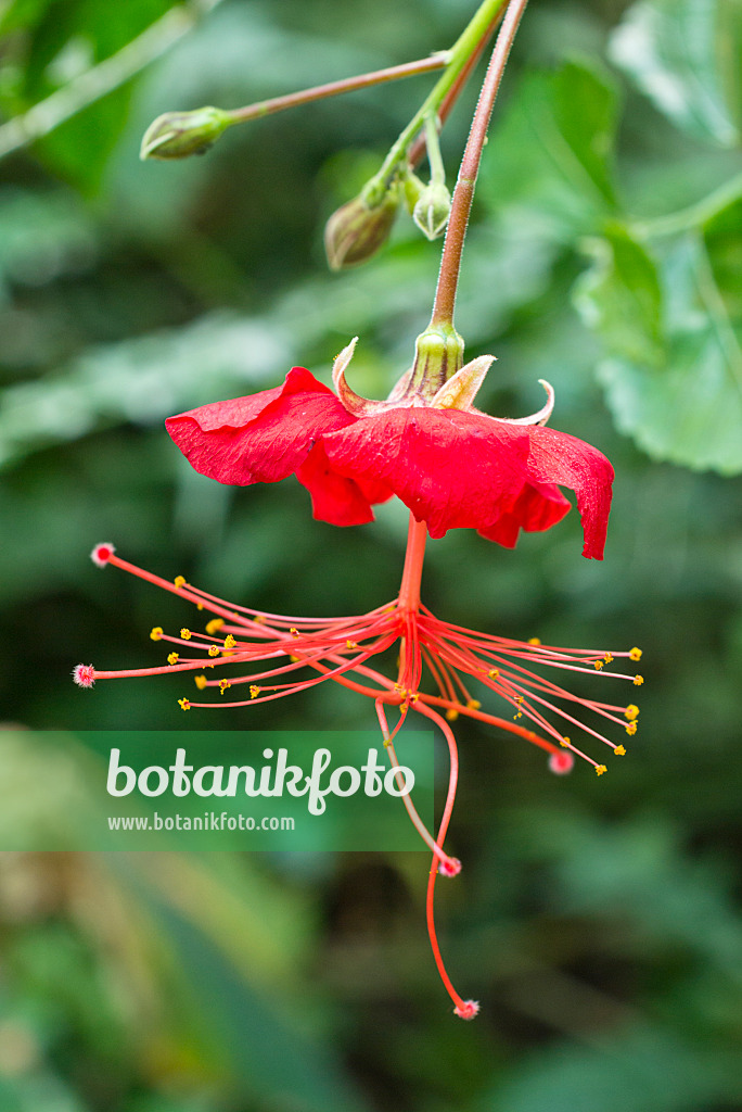 556091 - Spinnenhibiskus (Hibiscus grandidieri var.greveanus)