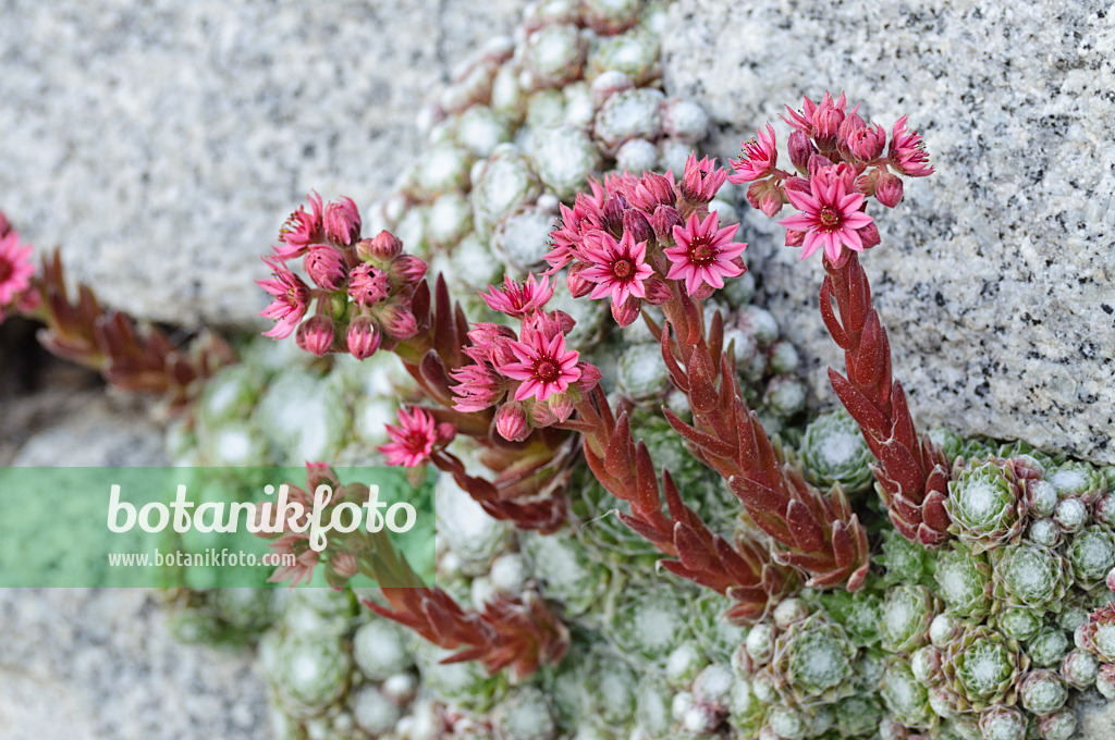 473306 - Spinnwebenhauswurz (Sempervivum arachnoideum)