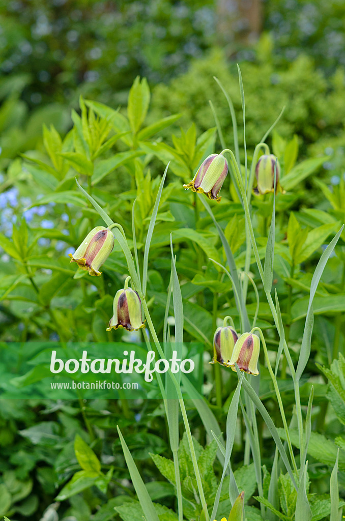 520156 - Spitzblütige Schachblume (Fritillaria acmopetala)