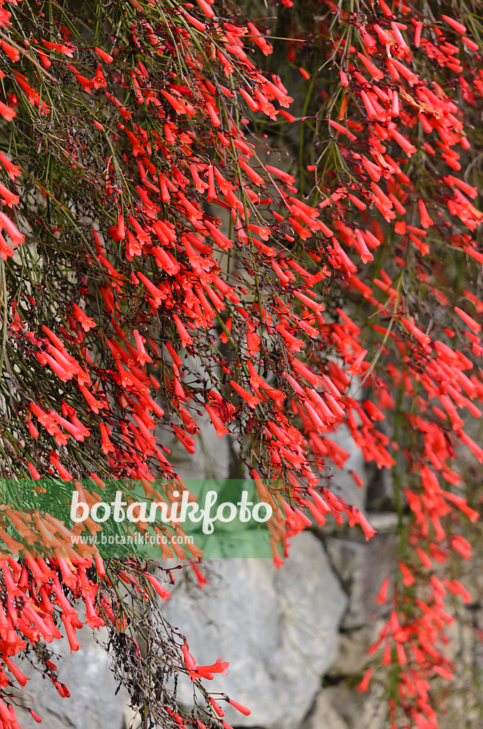 533053 - Springbrunnenpflanze (Russelia equisetiformis)