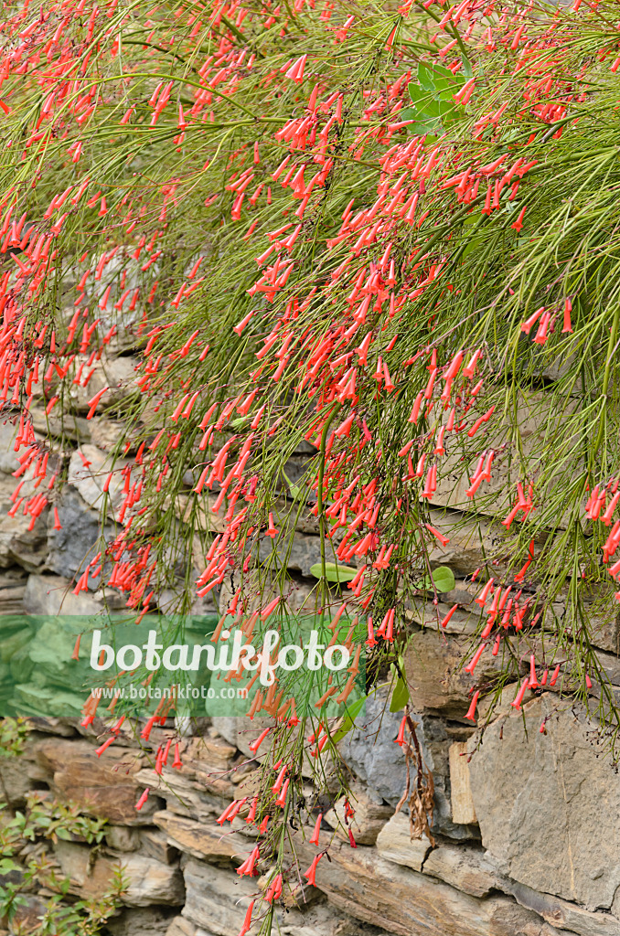 533120 - Springbrunnenpflanze (Russelia equisetiformis) an einer Steinmauer