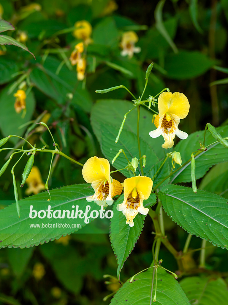 453021 - Springkraut (Impatiens edgeworthii)