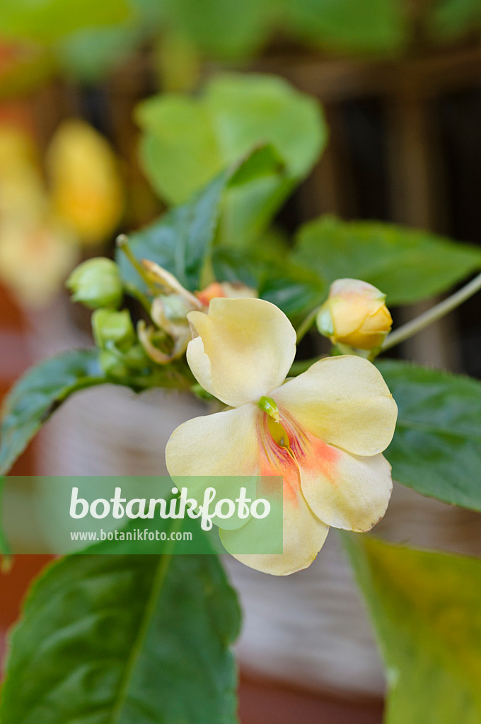 477023 - Springkraut (Impatiens Fusion Glow)