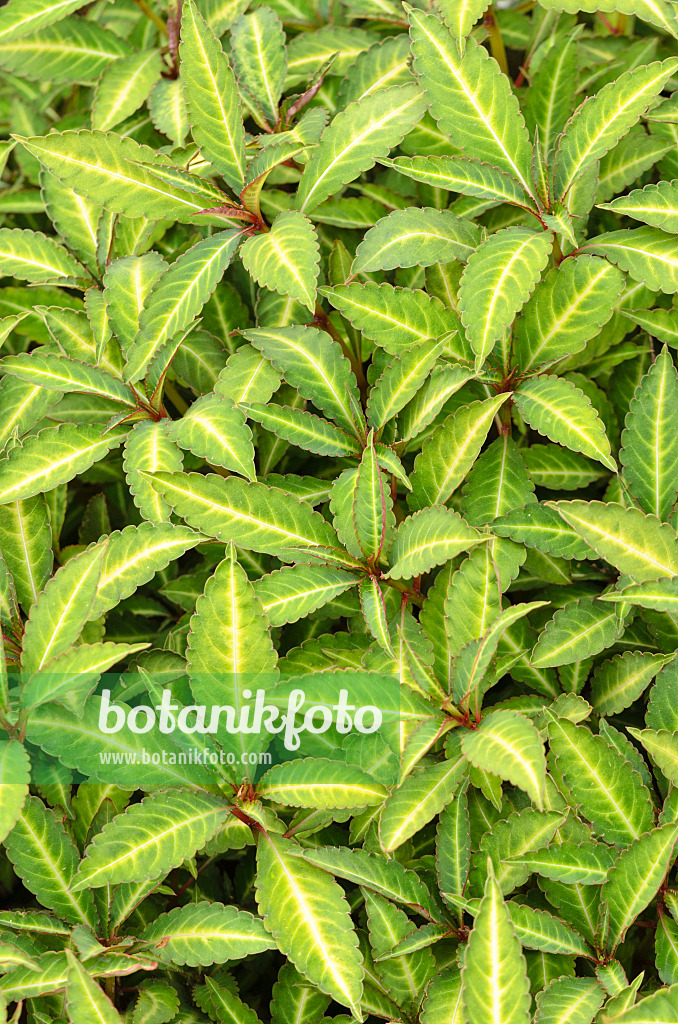 533315 - Springkraut (Impatiens omeiana)