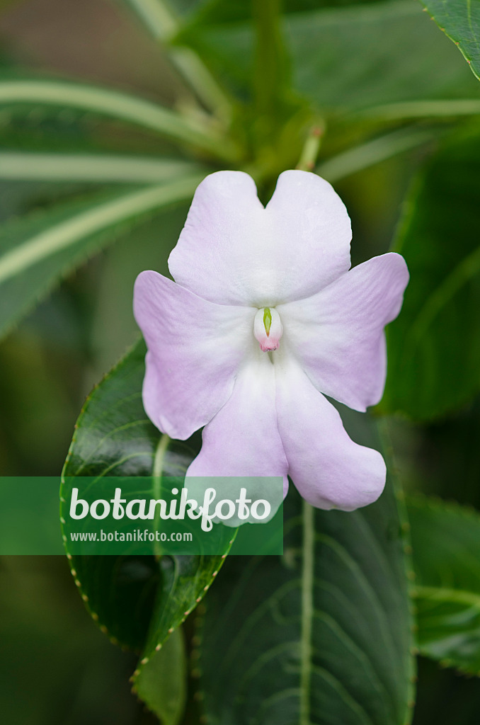 535193 - Springkraut (Impatiens sodenii)