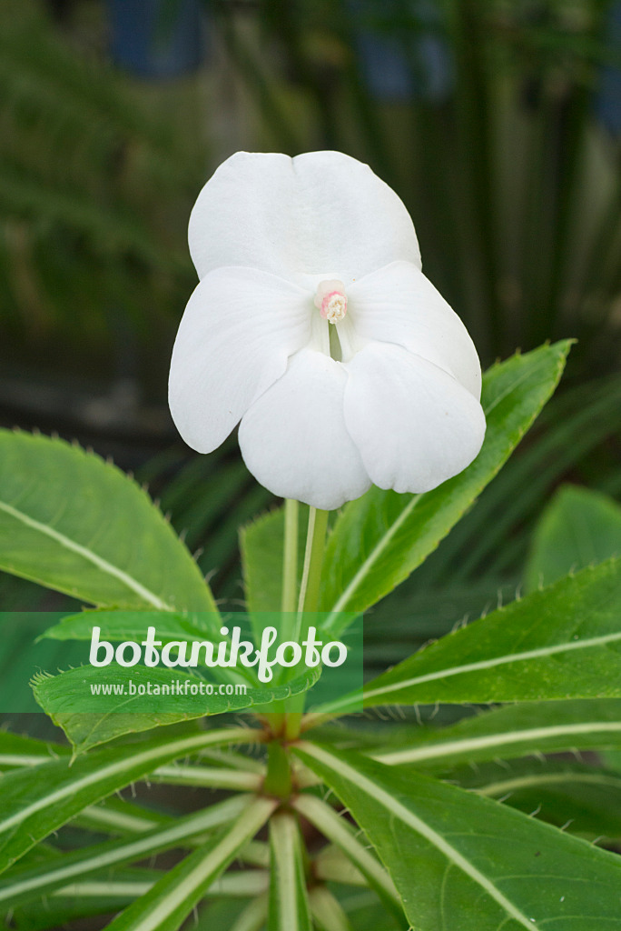 609063 - Springkraut (Impatiens sodenii)