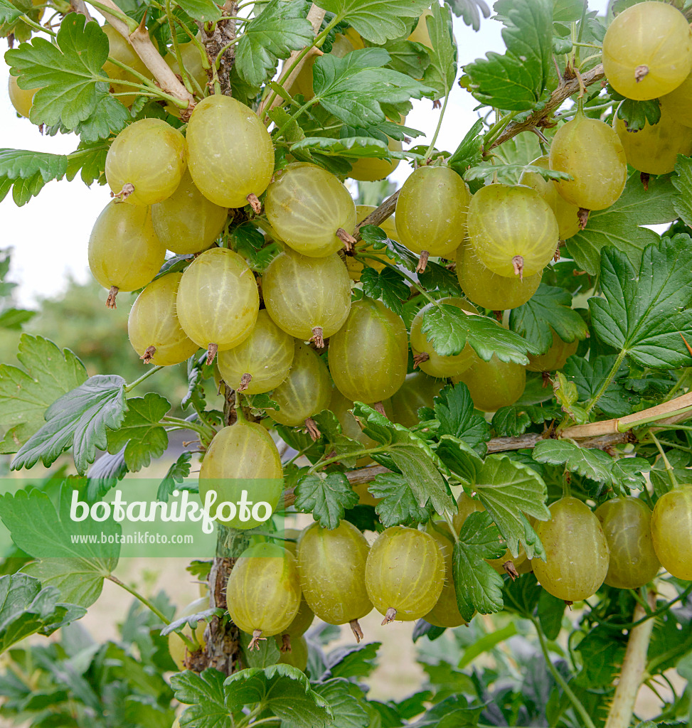 547274 - Stachelbeere (Ribes uva-crispa 'Invicta')