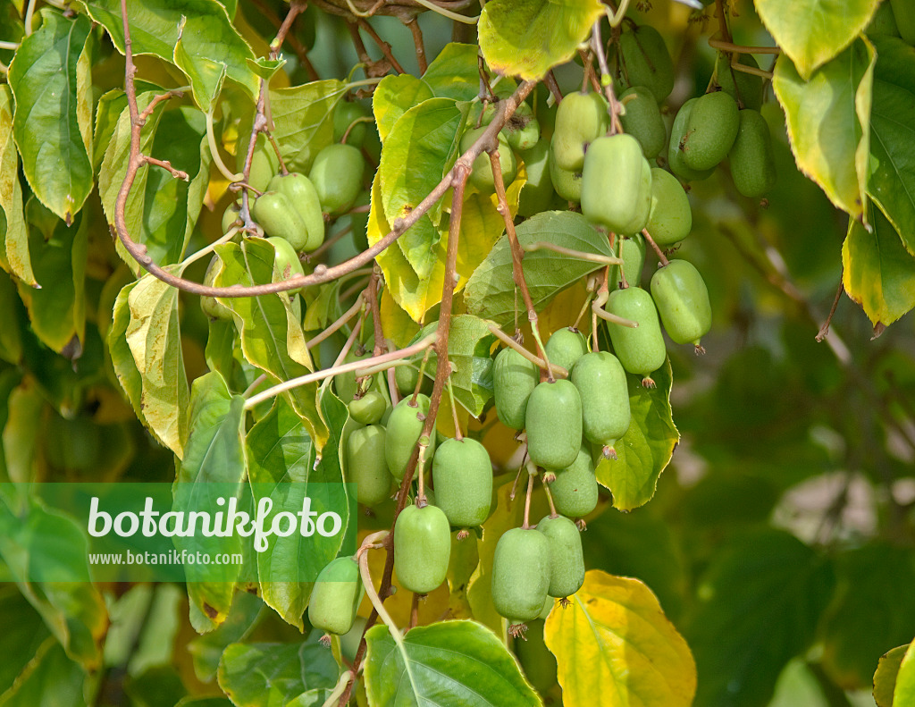 502098 - Stachelbeerkiwi (Actinidia arguta 'Ambrosia')