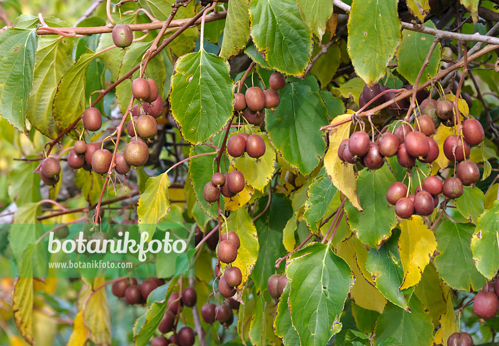 517286 - Stachelbeerkiwi (Actinidia arguta 'Verona')