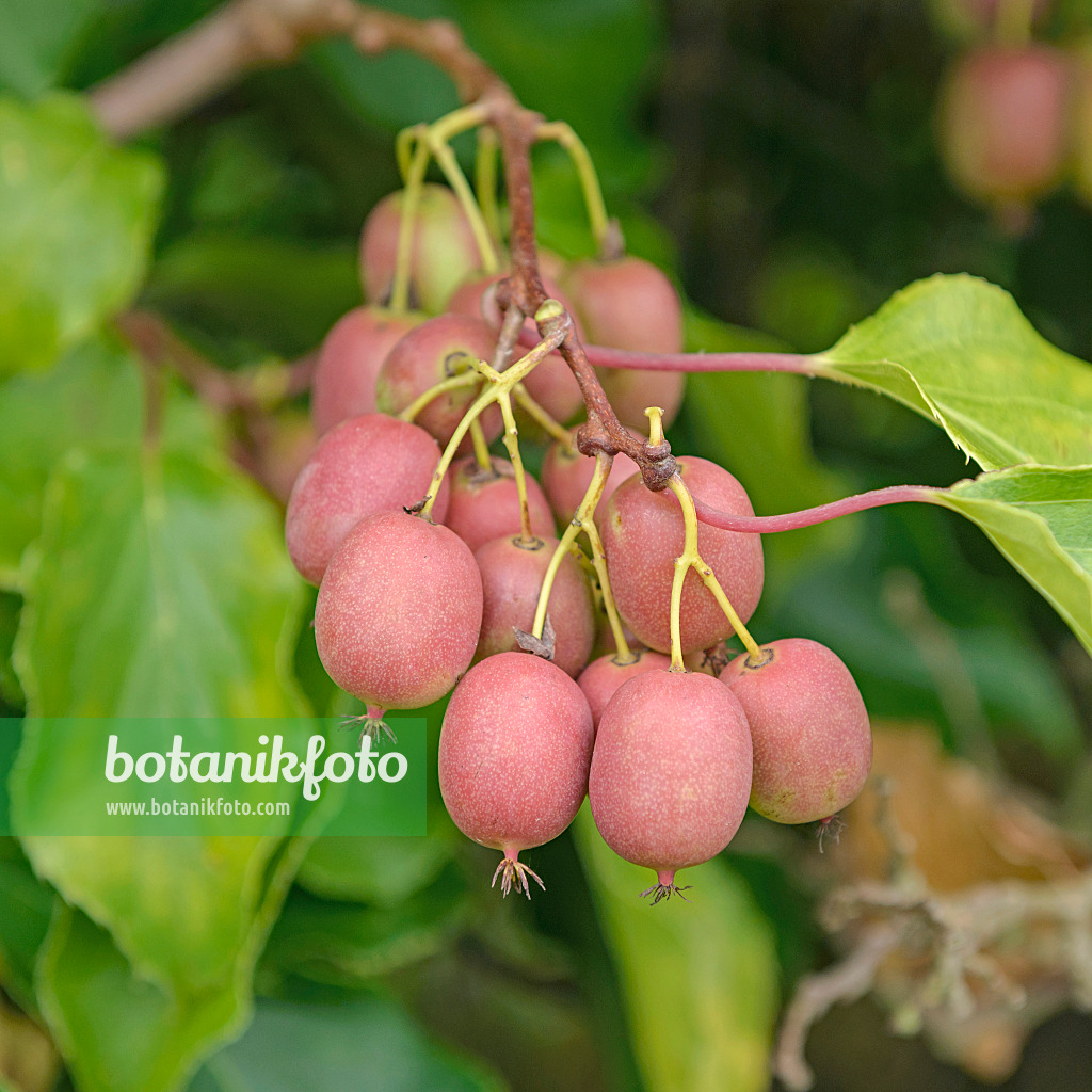 547063 - Stachelbeerkiwi (Actinidia arguta 'Weiki')