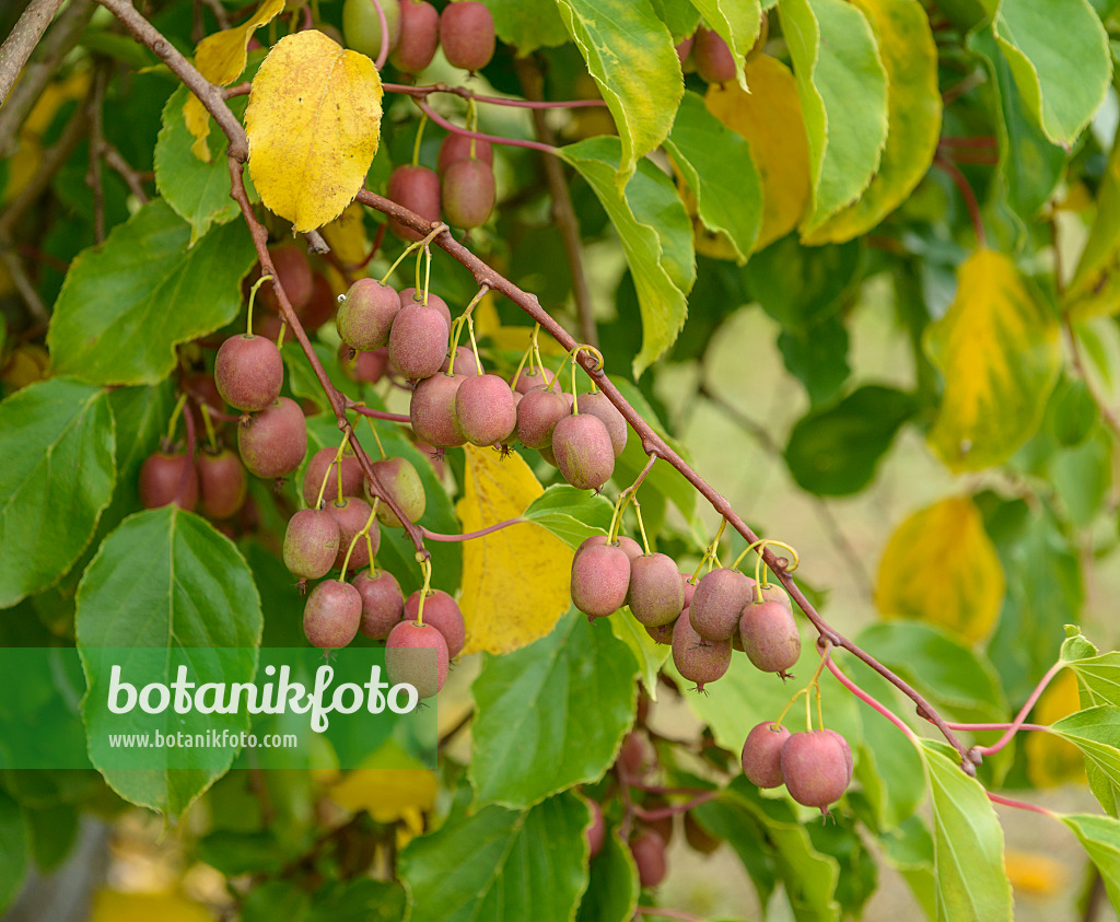 547065 - Stachelbeerkiwi (Actinidia arguta 'Weiki')