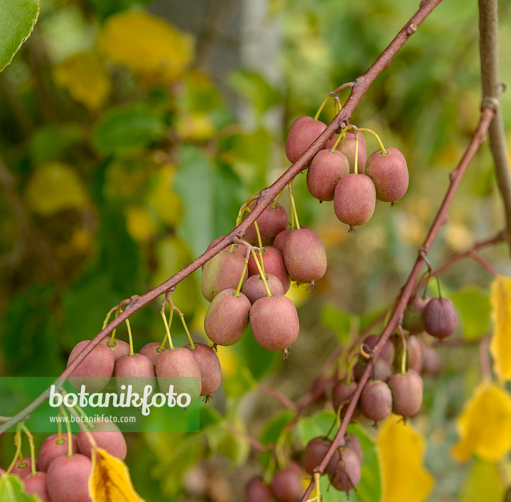 547066 - Stachelbeerkiwi (Actinidia arguta 'Weiki')