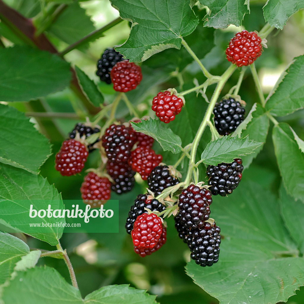 454091 - Stachellose Brombeere (Rubus fruticosus 'Loch Tay')