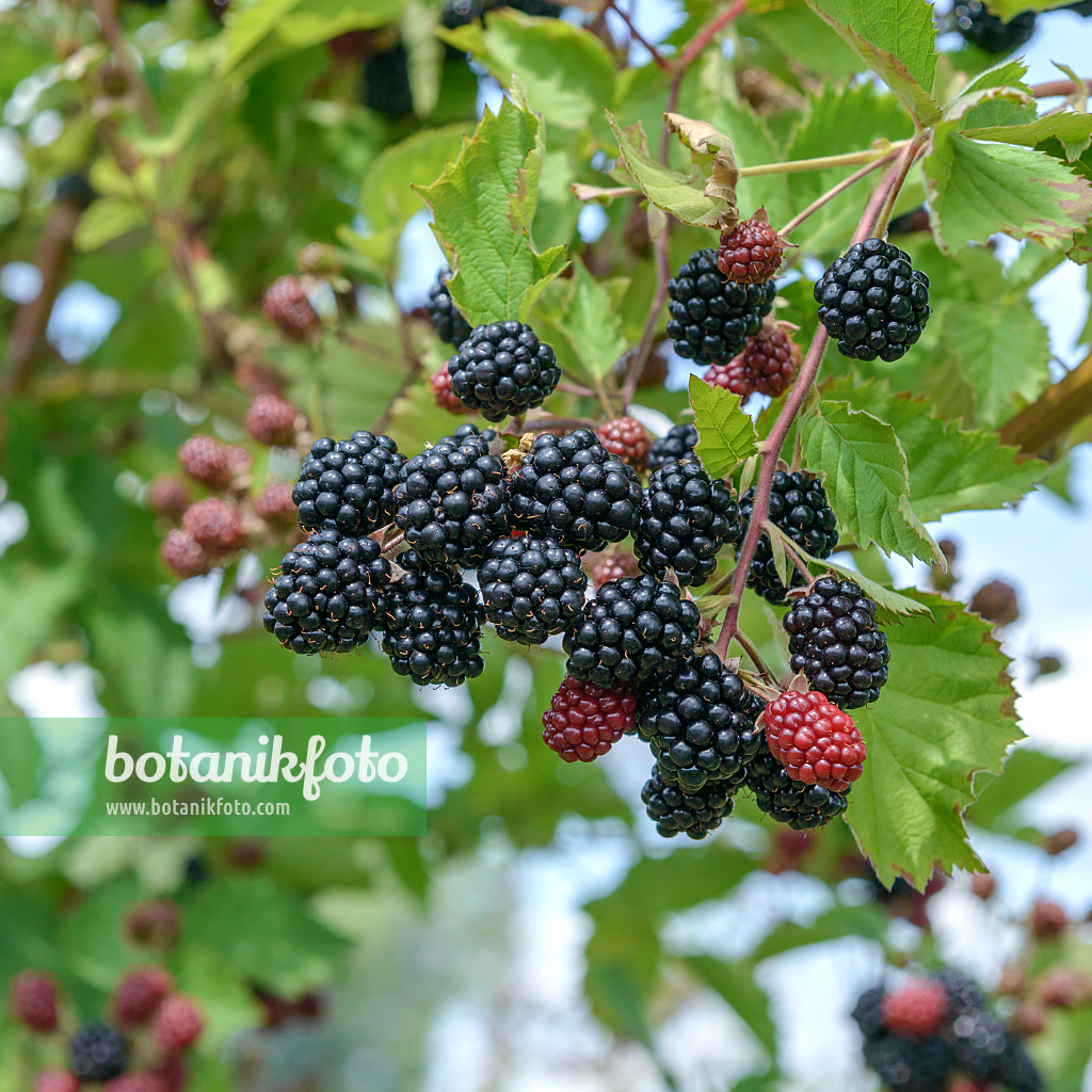 558242 - Stachellose Brombeere (Rubus fruticosus 'Loch Tay')