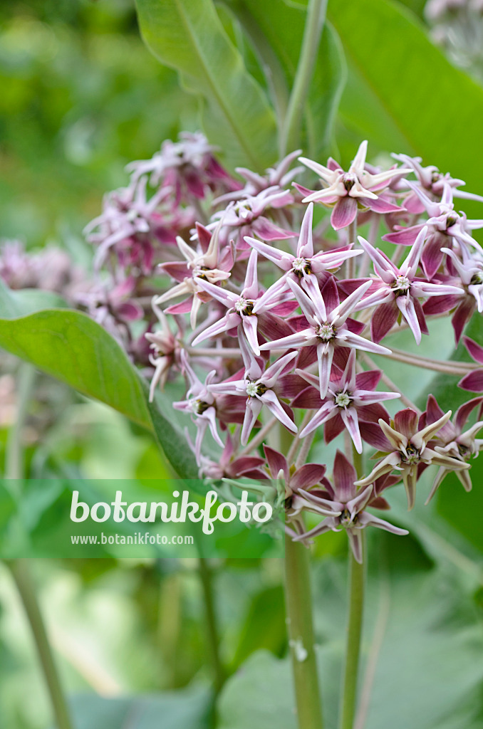 497090 - Stachlige Seidenpflanze (Asclepias speciosa)