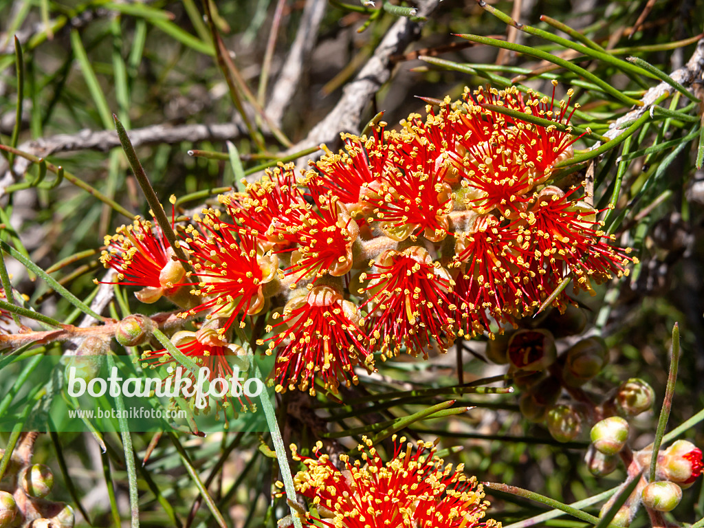 455311 - Stachliger Zylinderputzer (Callistemon brachyandrus)